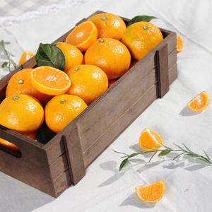 [대진작목반] 제주 감귤 9kg(대과)