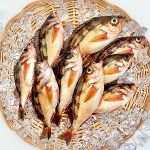 독도 프리미엄 손질 불볼락 열기 1kg