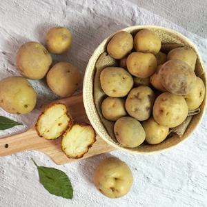 [더조은] 해남 산지직송 수미감자 왕특 10kg (180-280g 내외)