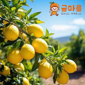 귤마을 상큼한 생 레몬 중과 40과 개당 100g내외