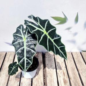 모종 거북알로카시아 - 실내 인테리어 공기정화식물