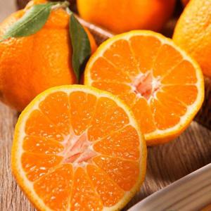 제주 한라봉 5kg(특 9-18과) 선물용