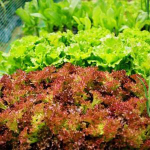 [잇츠프레쉬] 무농약 GAP 유러피안 샐러드 채소 1kg+1kg(2kg/3~6종랜덤)