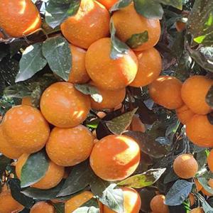 제주도 조생 노지감귤 5kg 대과