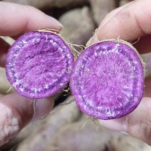 초록초록팜 해남 황토 달달 촉촉 햇 자색 고구마 한입 (20-60g) 5kg