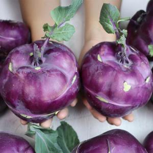 아삭달콤 제주도 햇 콜라비 5kg