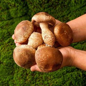 [현무암버섯] 철원 참송이 버섯 1kg 못난이