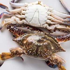 [대한민국농수산] 살밥가득 속이 꽉 찬 산지직송 급속냉동 숫꽃게 3kg