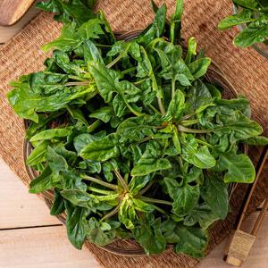 당일채취 제철 남해 섬초 시금치 2kg