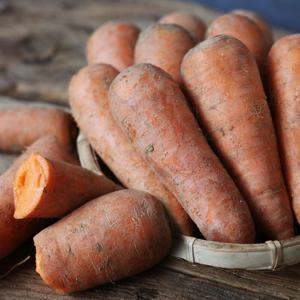 [팔도농장] 제주 화산토 햇 흙 당근(왕/즙용) 10kg