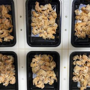 포항 손질 자숙 골뱅이 230g x 2팩