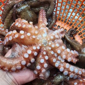 남해안 여수 돌문어 활문어 1kg 1~3미