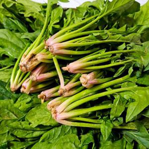 해풍 맞은 남해 보물초 시금치 3kg