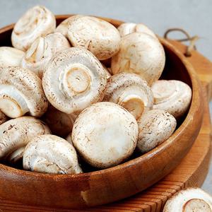 양송이버섯 1kg(상)