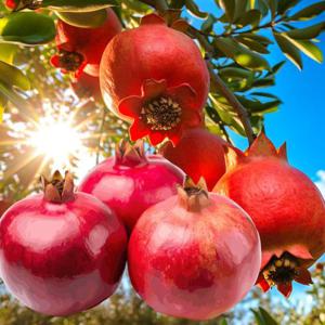 포미식탁 항공직송 수입산 생 석류 5과 개당 330g 내외