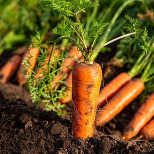 국내산 제주도 구좌 햇 흙당근 상 10kg