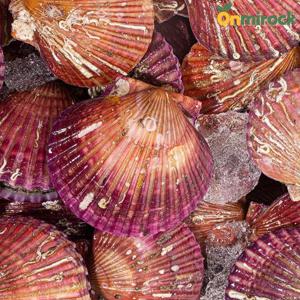 온미락 고흥 싱싱한 홍가리비 특품 4kg(7cm이상) 청정갯벌 가리비 당일채취 세척 선별