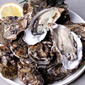 통영 삼배체굴 석화굴3kg