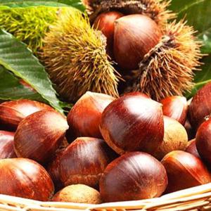 포미식탁 공주 정안 유기농 햇밤 피밤 1kg