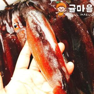국내산 급냉 대짜 오징어 2kg내외 8-12미