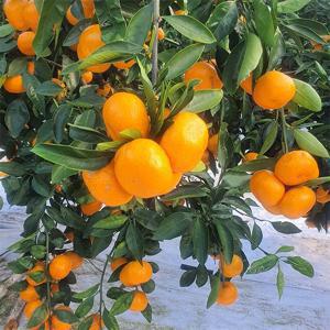 [감귤브팜] 제주 타이벡 감귤 2.5kg 4.5kg