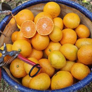 제주직송 서귀포 조생 노지귤 3kg/5kg/10kg(S,M,L혼합)