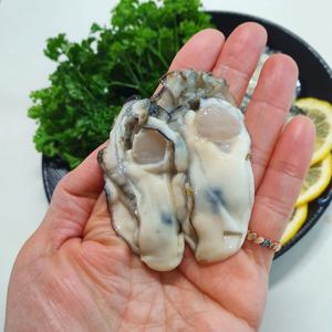 통영 최상급 생굴3kg