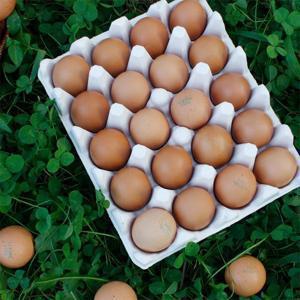 (난각번호 1번) 파손보장 무항생제 유정란 대란 특란 20구