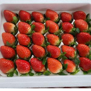 [농장직송] 논산 설향딸기 700g/750g