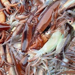 동해안 통 오징어 1kg 7-9미 국내산