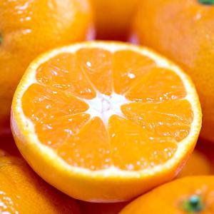 제주 노지감귤 실중량 3kg 5kg 10kg