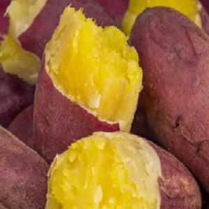 코털네과일야채  달달구리 햇 밤고구마,호박고구마 5kg/10kg