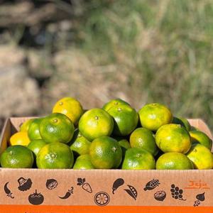 제주 서귀포 노지 타이백 감귤 밀감