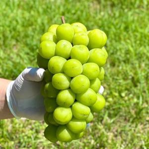 샤인머스켓 2kg 망고포도 고당도 씨없는 포도 3kg 4kg 애플 청포도 선물세트 김천