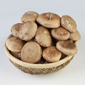 [선착순 8,500원]POP표고 GAP인증 표고버섯 실속형 1kg /생표고버섯