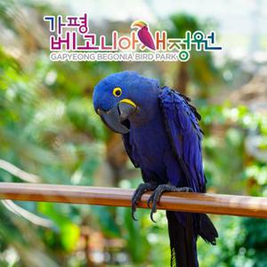 가평베고니아새정원 상시 입장권 (11.1~12.31)