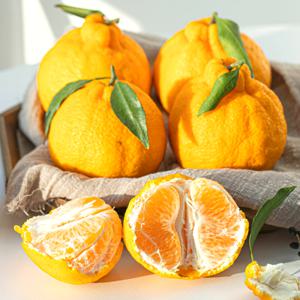 제주도 한라봉 가정용 선물세트 설날 설 명절