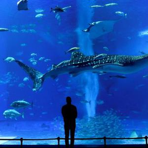 [슈퍼트립] 오키나와 시내호텔 자유여행 VS 패키지(츄라우미 수족관/우미카지테라스/슈리성 등) 2박 3일/3박4일