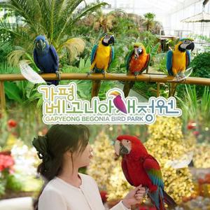 [경기] 가평 베고니아 새정원 입장권(1/1~)