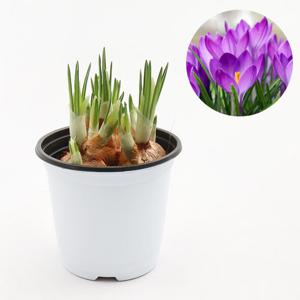 크로커스 구근식물 샤프란 키우기 향기좋은꽃
