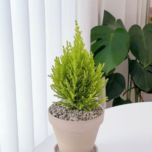 율마 윌마 크리스마스 미니 생화 트리 플랜테리어 실내 인테리어 식물 화분