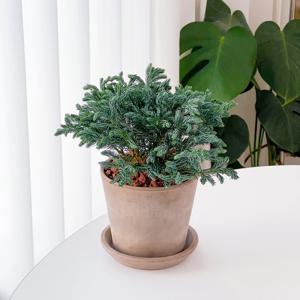 블루버드 블루바드 비단삼나무 크리스마스 미니 생화 트리 플랜테리어 실내 인테리어 식물 화분