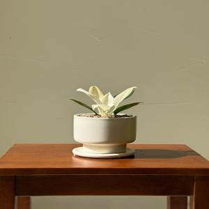 필로덴드론 화이트 콩고 키우기 관엽 공기정화식물 플랜테리어 거실 빈티지화분 집들이선물