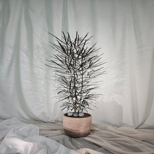 아랄리아 대형 거실 인테리어 화분 이사 선물 화분 공기정화식물