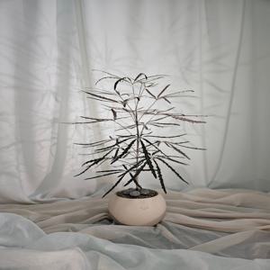 아랄리아 중형 아라리아 공기정화식물 거실화분 초보가 키우기 쉬운 식물