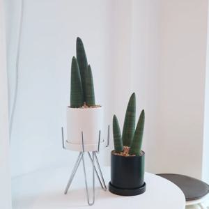 코뿔소 스투키L - 세라믹 2colors