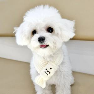 강아지 고양이 귀여운 붕어빵 목도리 애견 겨울 뜨개 니트 머플러