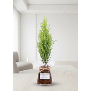 율마 성화유리 하이드로볼 수경식물세트 공기정화 천연가습기 전자파차단