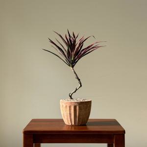 아이차카 코르딜리네 키우기 관엽 공기정화식물 플랜테리어 거실 빈티지화분 집들이선물