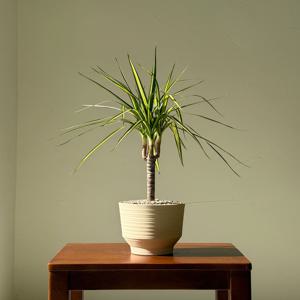 드라세나 마지나타 럭키 키우기 관엽 공기정화식물 플랜테리어 거실 빈티지화분 집들이선물